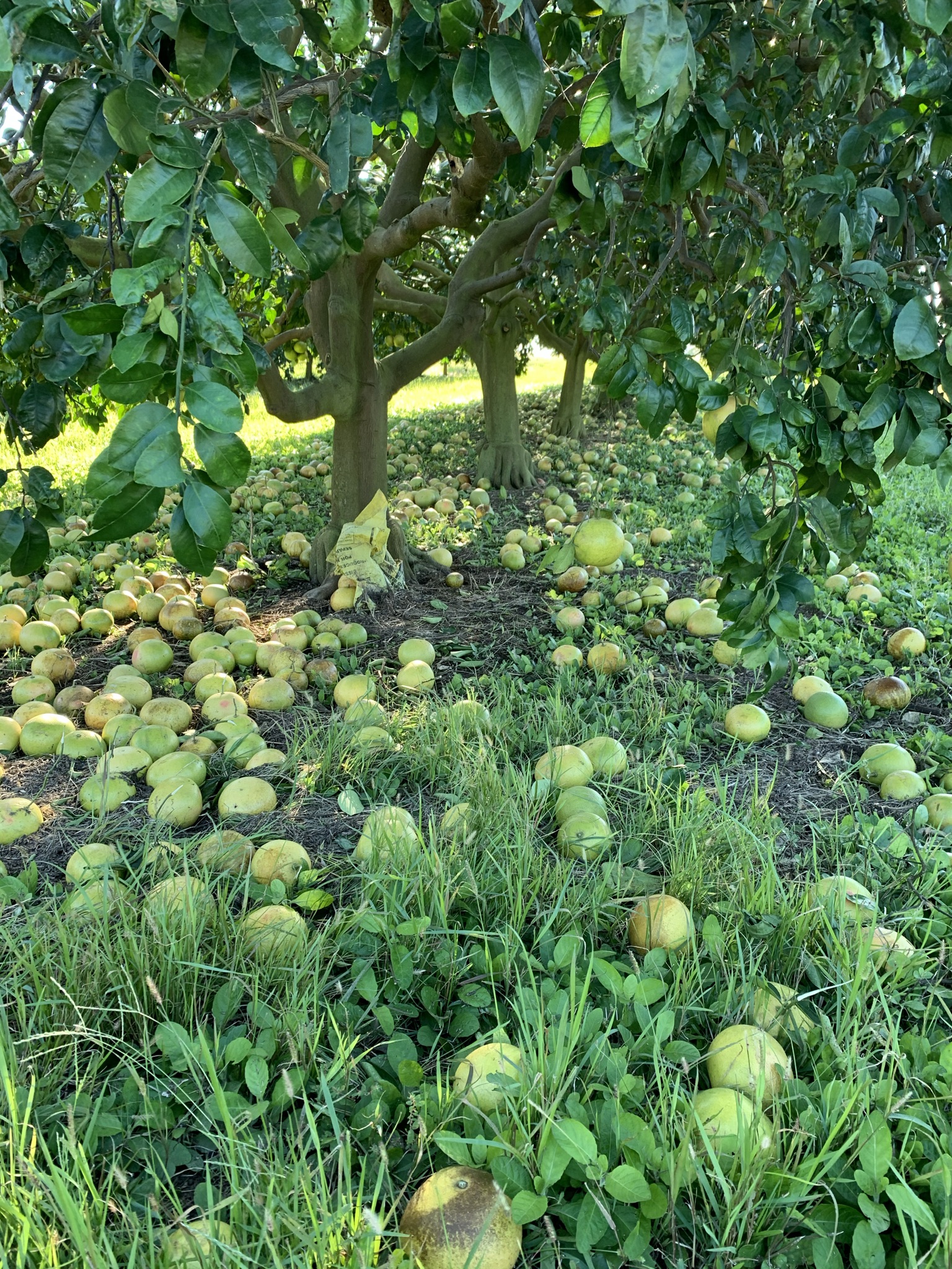 Hurricane Zeta deals devastating blow to citrus, nursery producers in Plaquemines Parish 